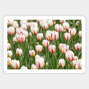 Tulips in spring time Sticker